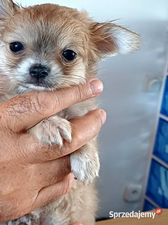 Mini Chihuahua Zgierz sprzedam