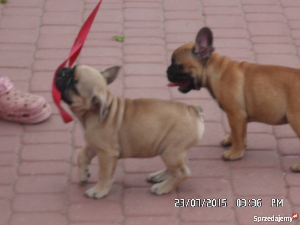 Buldog Francuski rodowód FCI ZKwP Świdnik