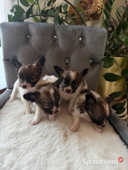 Papillon szczeniak Spaniel kontynentalny Dudki