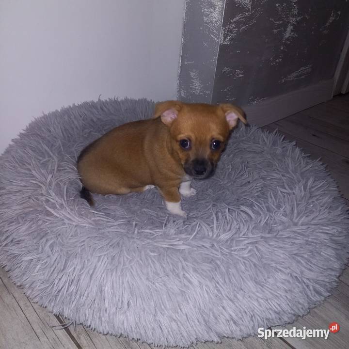 Chihuahua Chihuahua Reducin