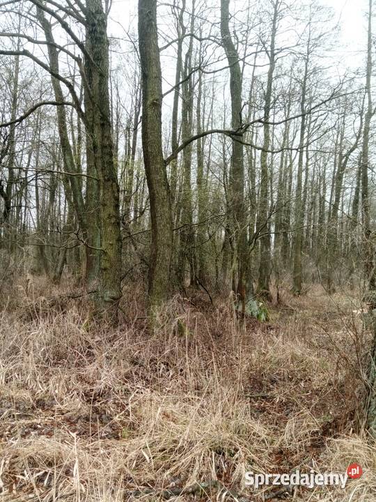 Olszyna drewno sprzedam Jasionka