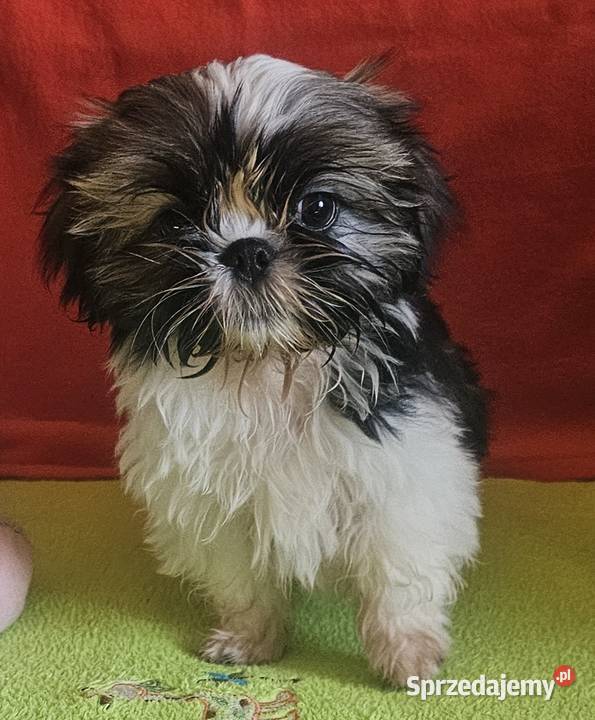 Shih Tzu dziewczynki Częstochowa