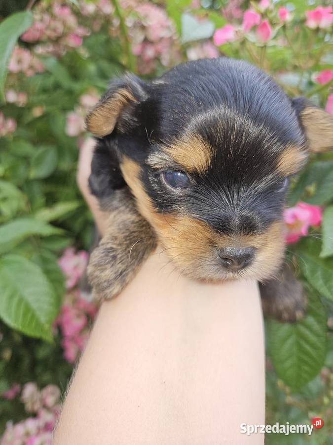 Yorkshire Terrier pies Somonino