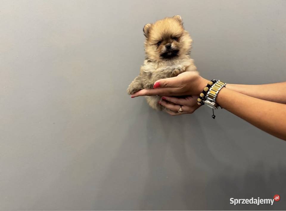 Pomeranian mini mini Bibi Kolbudy
