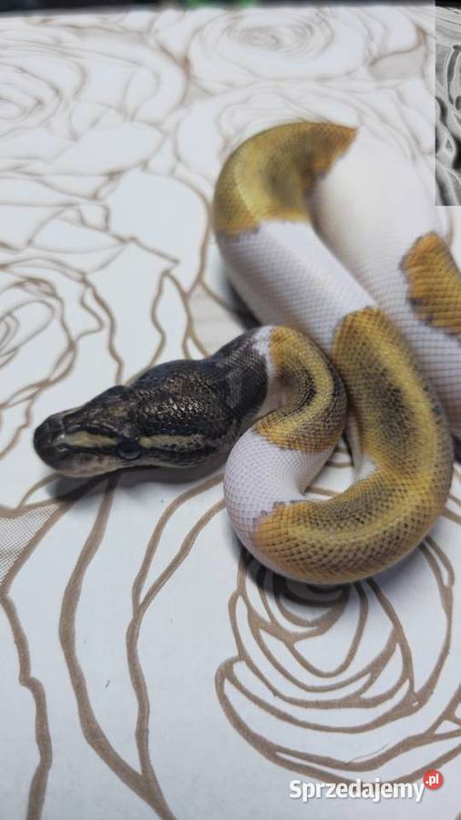 Wąż pyton królewski python regius samiec Gady i płazy Wrocław