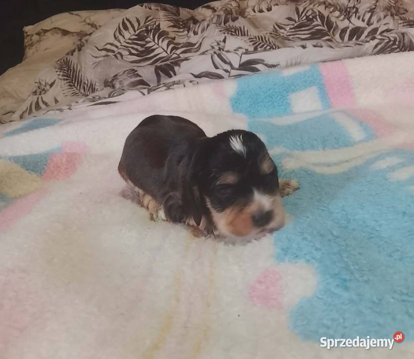 Cocker Spaniel Angielski Suczka wielkopolskie Jutrosin