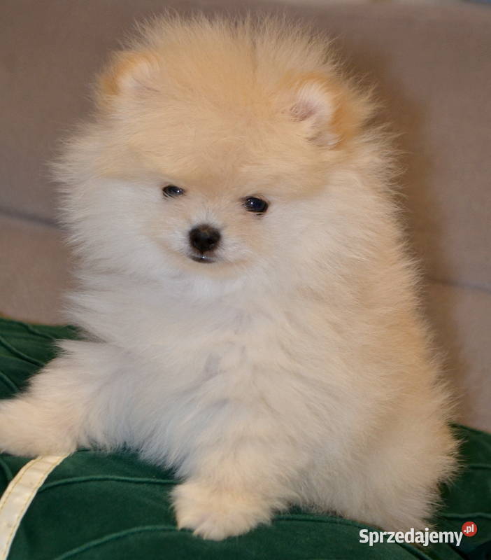 SZPIC MINIATUROWY POMERANIAN ŚLICZNY MALUTKI Szpic miniaturowy Warszawa sprzedam