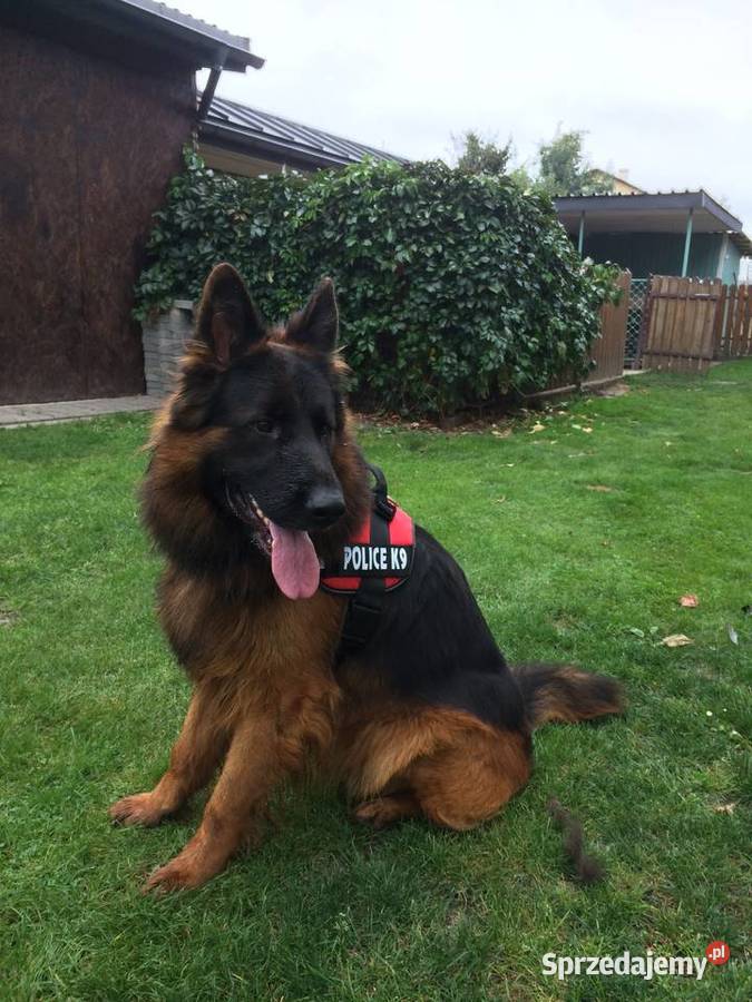 Owczarek Niemiecki Długowłosy Kock