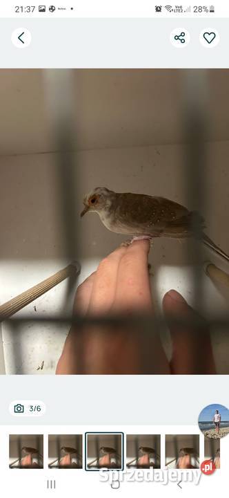 Gołąbek diamentowy szek samica gołąbki sprzedam