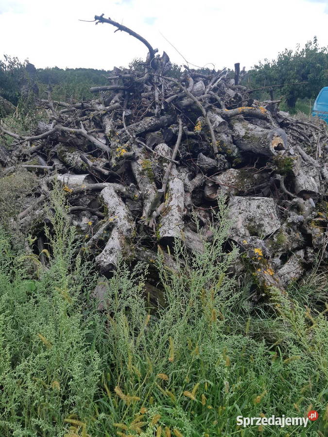 Sprzedam czeresnie i jablon