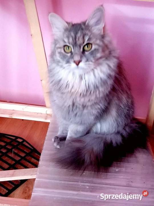 Śliczna Koteczka Syberyjska IGA Sochaczew