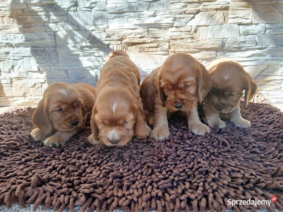 Śliczne Szczenięta Cocker Spaniel Angielski Sieradz sprzedam