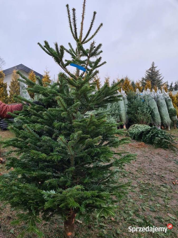 CHOINKA Jodła kaukaska cięta 180220 Iglaste Rydzyny