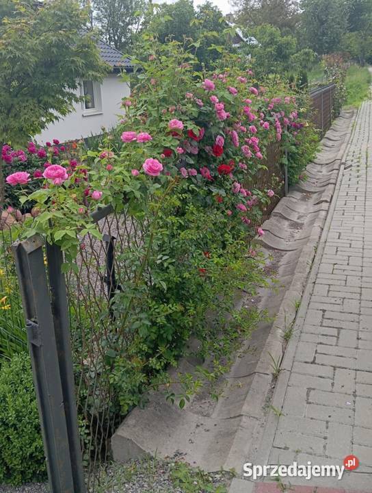 Róże ogrodowe pnące wielkokwiatowe rabatowe mix lubelskie Żółkiewka-Osada