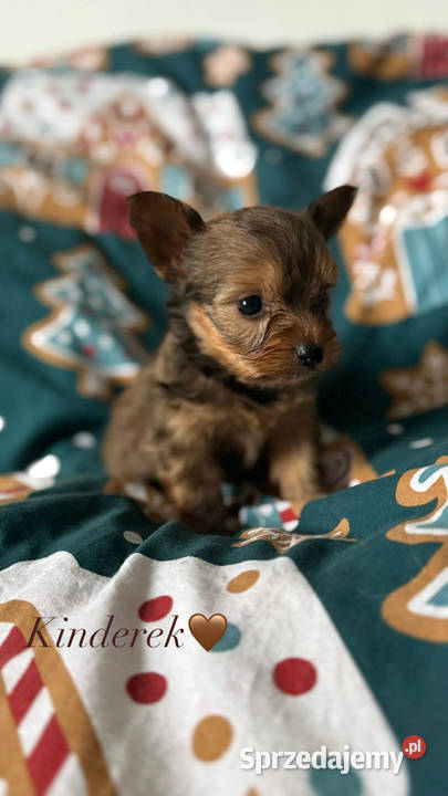 York chłopiec Mogilno sprzedam