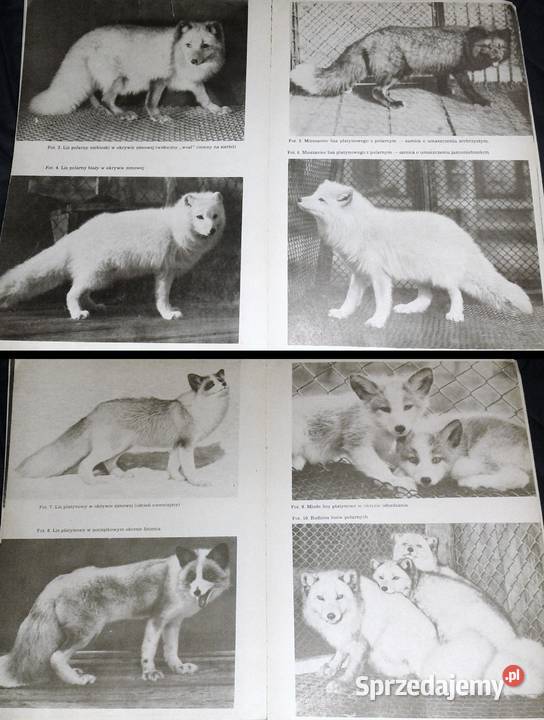 Hodowla zwierząt futerkowych Władysław Herman Chełm sprzedam