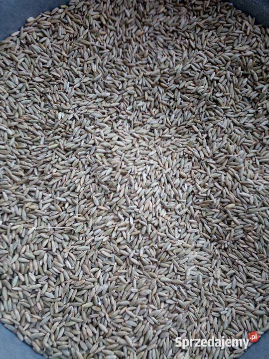 WarzywaZboża z małego gospodarstwa Rolnictwo mazowieckie