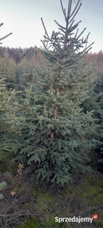 Choinka żywa świerk zwykły srebrny gałązki