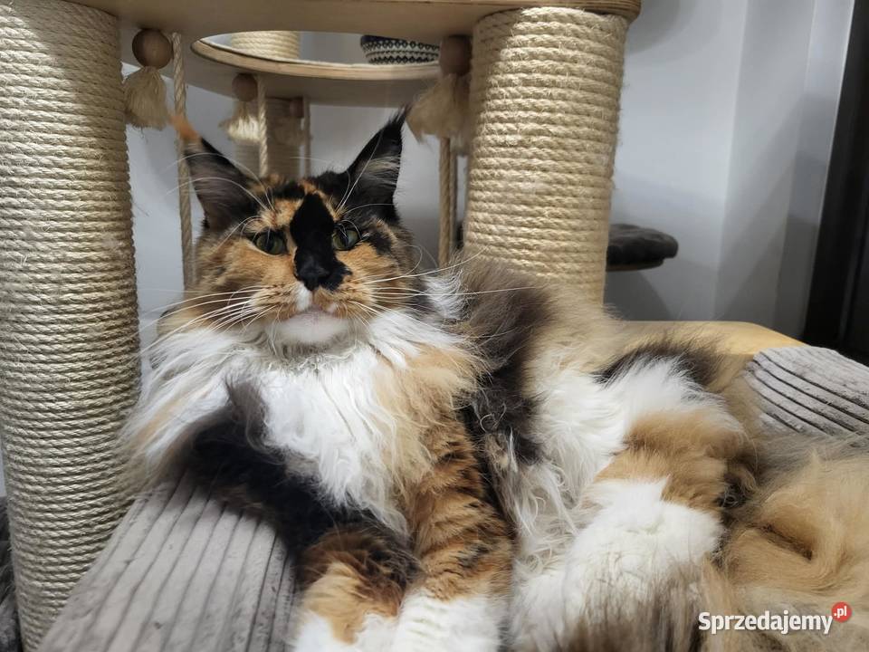 Kocięta Maine Coon kociego behawiorysty Nowa Ruda