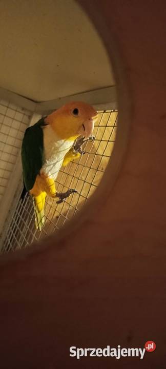 Barwinki Samice Czarnogłowa i Bialobrzucha sprzedam