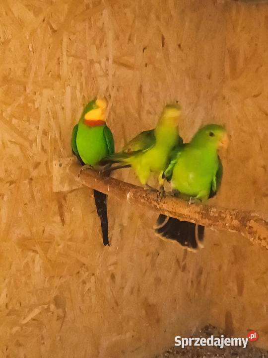 Papugi Ptaki Orzesze