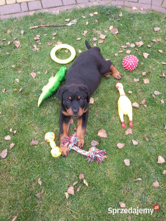 Sprzedam Rottweilera suczkę 3miesięczną mazowieckie