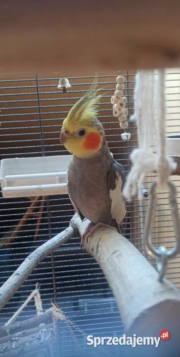 NIMFA Z KLATKĄ I AKCESORIAMI Kobyłka