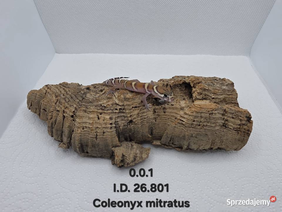 Coleonyx mitratus śląskie Zawiercie