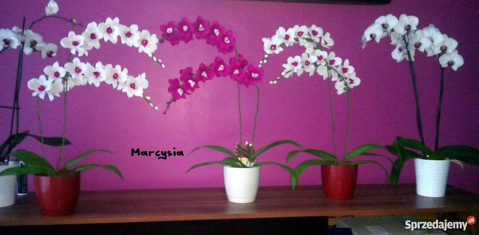 Storczyk z krepiny PREZENT NA DZIEŃ KOBIET Ostrołęka