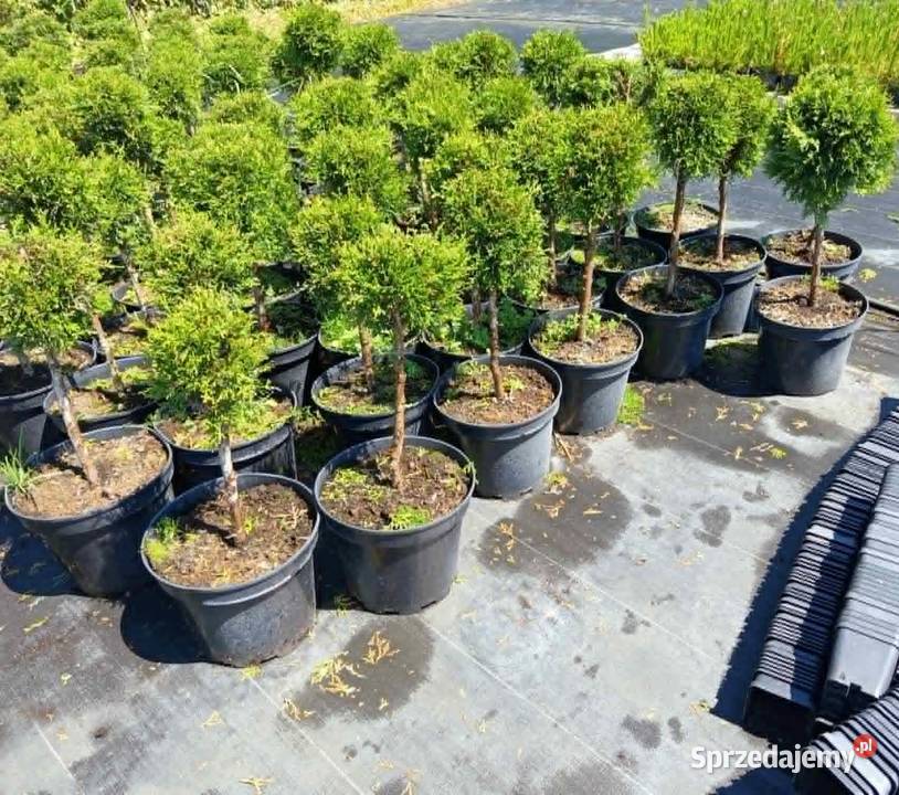 Thuja Smaragd FORMOWANA 50 WROCŁAW Januszkowice