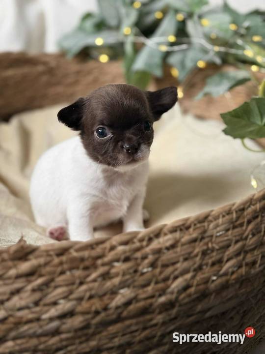 Suczka Chihuahua BiałoCzekoladowa Częstochowa