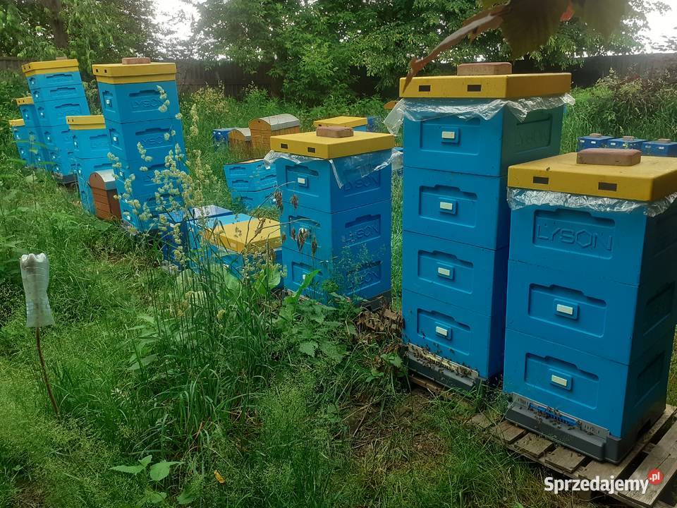 Rodziny pszczele pszczoły 8 ramek Wielkopolskie Pszczelarstwo Wólka Radzymińska sprzedam
