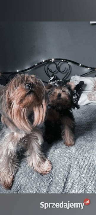 Yorkshire terrier sunia Mogilno sprzedam