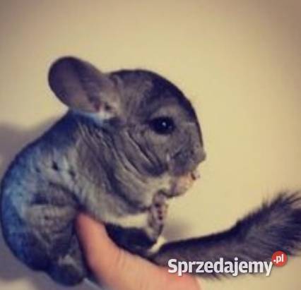 hotel zwierząt 24 h Opieka zwierzat Zwierzęta śląskie sprzedam