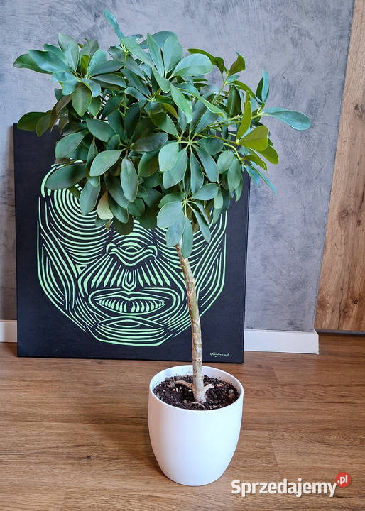 Szeflera drzewkowata Schefflera Arboricola Nora mazowieckie Warszawa