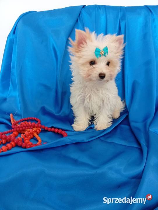 Malutki samczyk Golddust Yorkshire terrier nie Orzesze