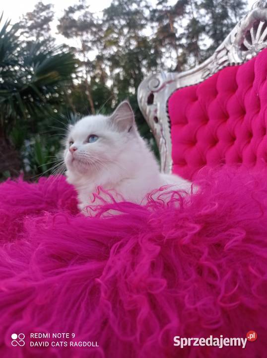 Ragdoll Kotka blue bicolor FIFE FPL sprzedam