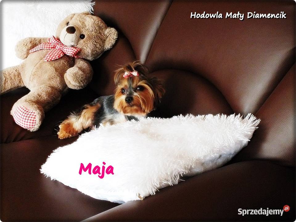 Yorkshire Terrier York Maja z Rodowodem do Żary