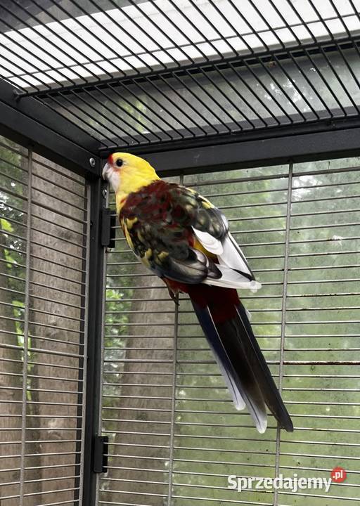 Rozella królewska Żółta Konstantynów Łódzki