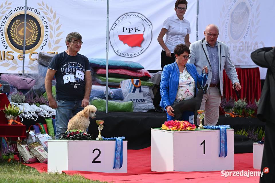 Pinczer Xolo Meksykańczyk Adopcja