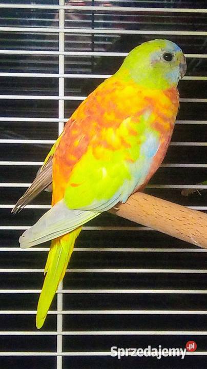 Łąkówki turkusowe żólte Łódź