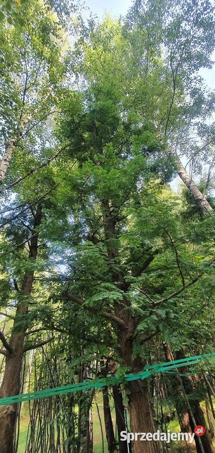 Metasekwoja chińska Duże drzewa drzewo obwód Wisznice