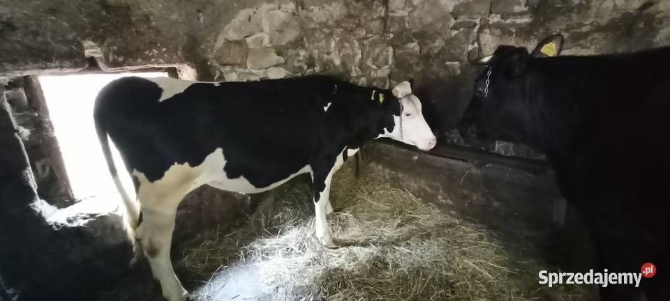 Młoda jałóweczka na chów świętokrzyskie Pliskowola sprzedam