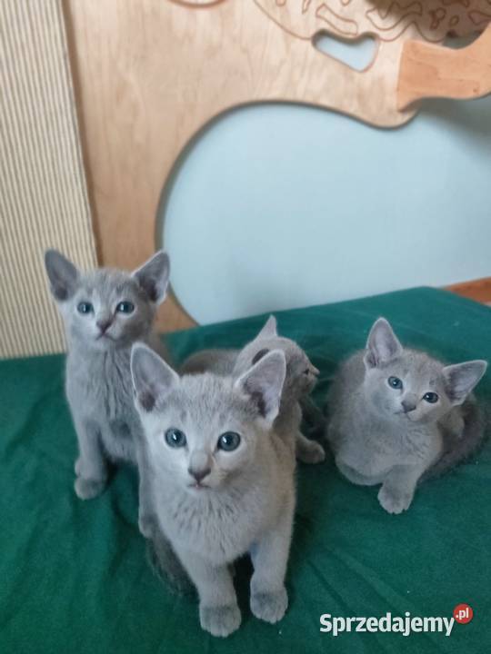 Kot rosyjski niebieski Kraków