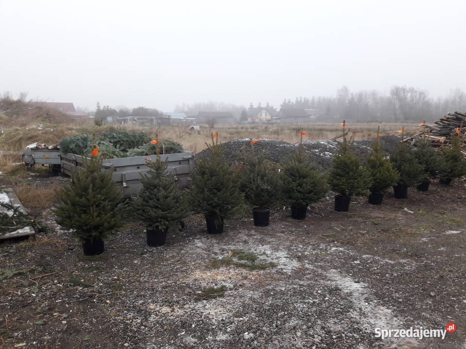Choinki świerk Hurt mazowieckie Tłuszcz