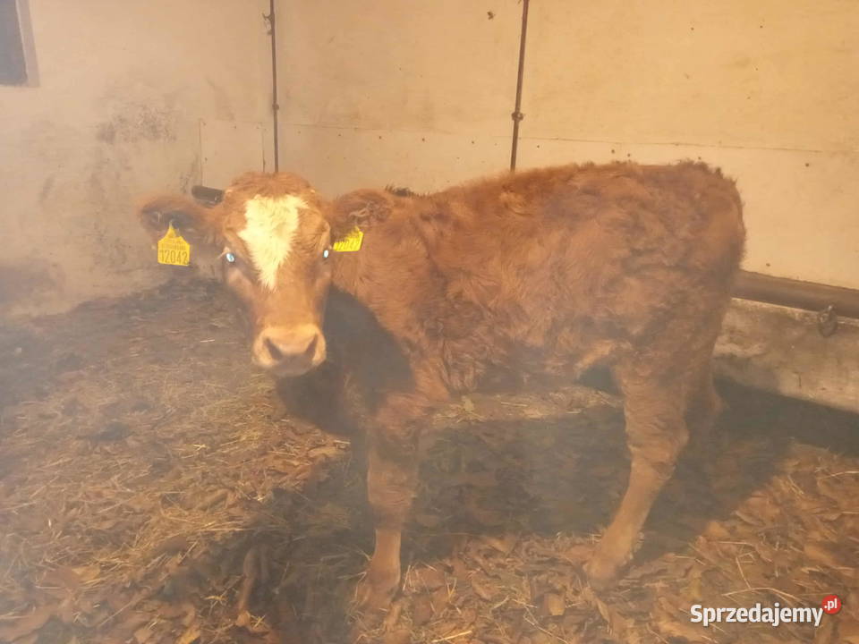 Sprzedam cielisie sprzedam