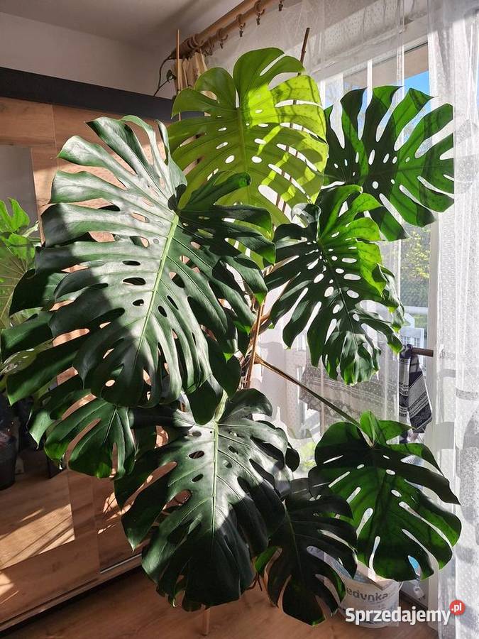 Monstera dziurawa Warszawa