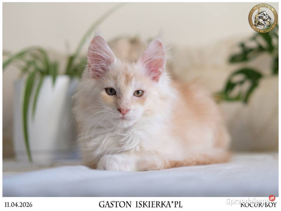 Gaston cudowny przystojniak kocurek maine coon Warszawa