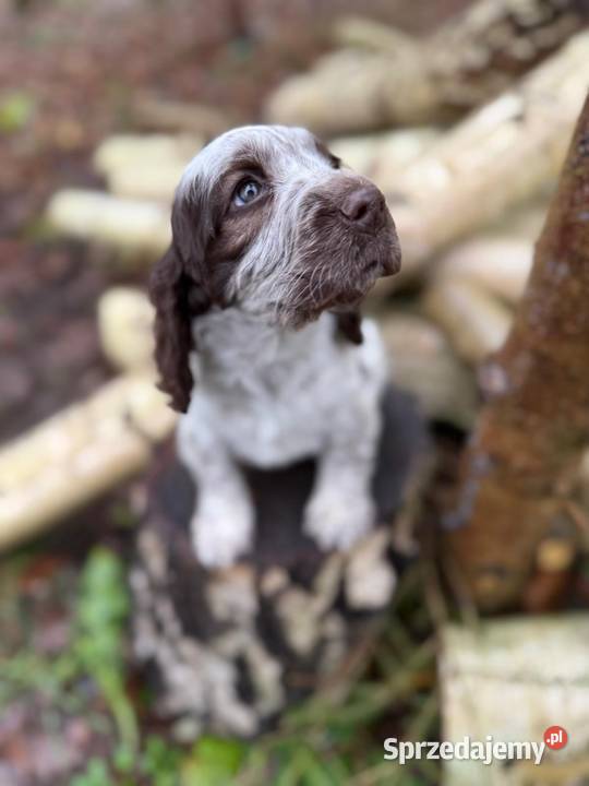 Jedyna taka Wyjątkowa sunia Cocker Spaniel Kraków sprzedam