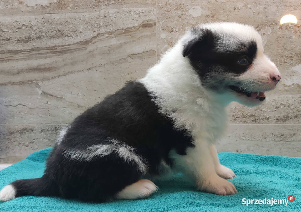 Pies SZOGUN Border Collie rasowy z hodowli z podkarpackie Iwonicz sprzedam